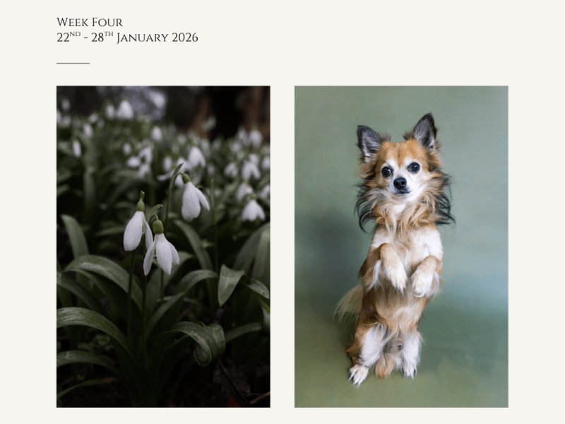 Hidden Elegance & Mama’s Little&nbsp;Helper