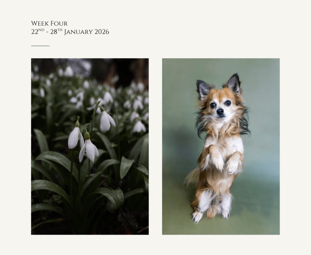 Hidden Elegance & Mama’s Little&nbsp;Helper