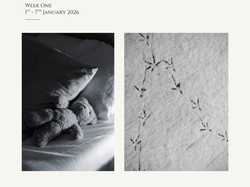 Childhood Companions & Pigeon&nbsp;Tracks