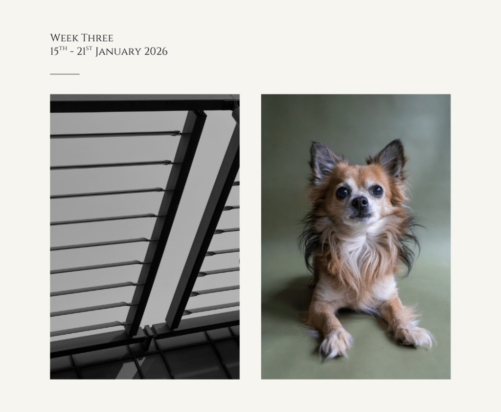 Don’t Look Up & Chasing&nbsp;Dreams