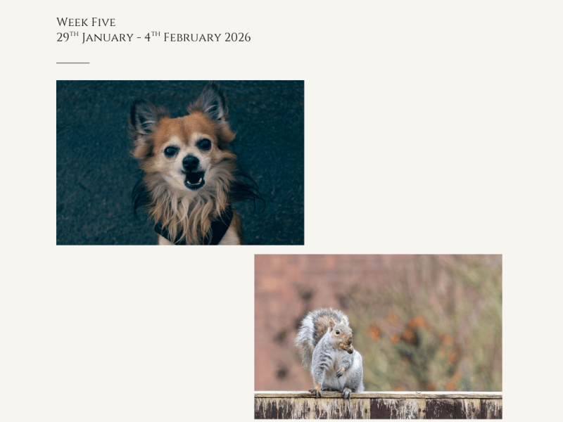 Elevenses & Wanna&nbsp;Fight?!