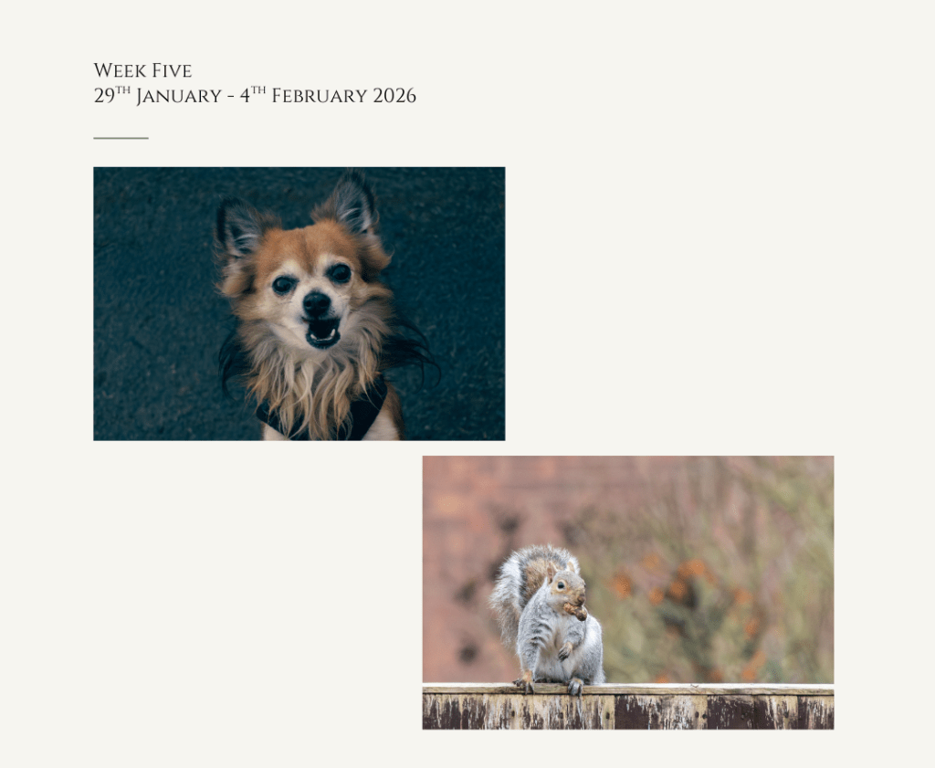 Elevenses & Wanna&nbsp;Fight?!