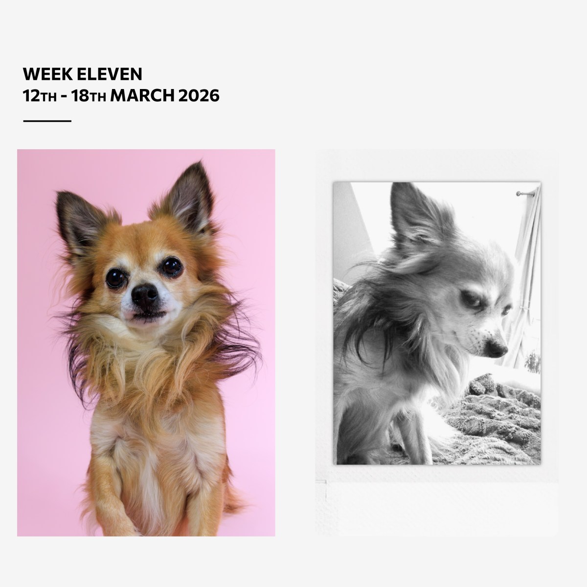 Plotting Something & The Goodest&nbsp;Boy